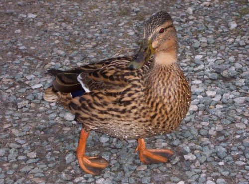 A red-eyed little duck, Peak District (2006)