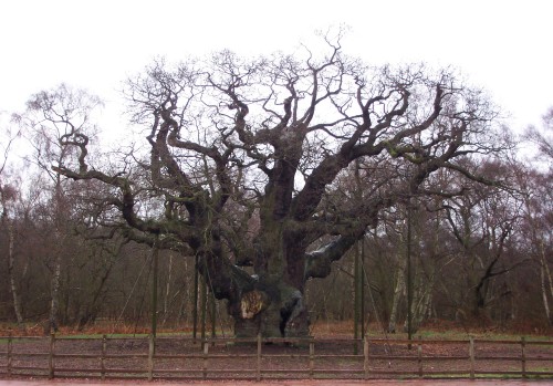 Sherwood Forest, UK (2006)