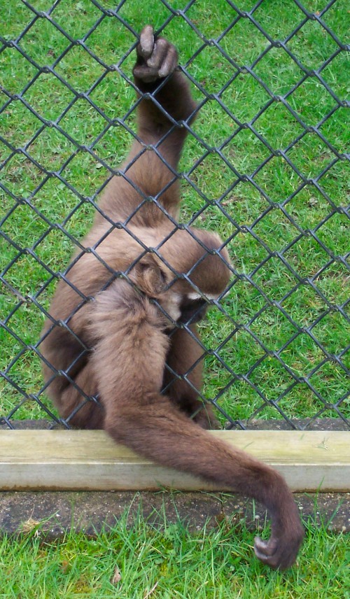 A monkey who thinks the grass is always greener on the other side, Twycross Zoo (2006)