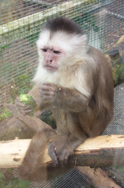 A tense looking monkey chomping on some exotic fruit, Twycross Zoo (2006)