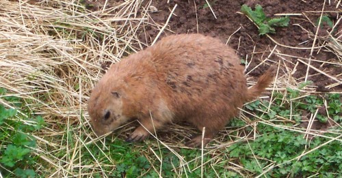 That's a Prairie dog that is, Twycross Zoo (2006)