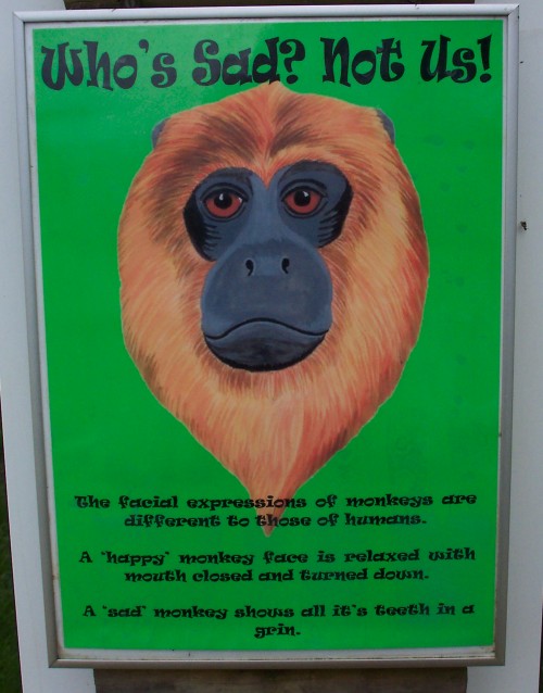 Monkeys are different from us, Twycross Zoo (2006)