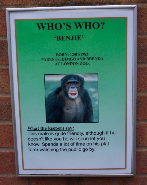 All about Benjie, Twycross Zoo (2006)