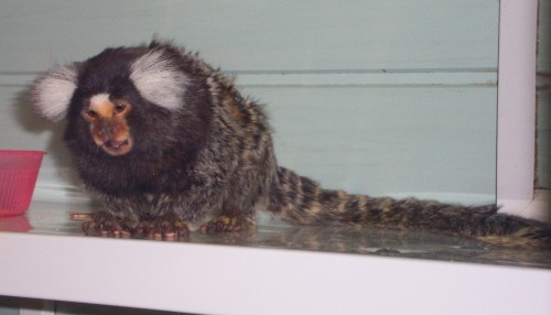 A monkey with funny little ears, Twycross Zoo (2006)