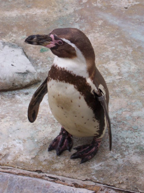 Pick up a P-p-p-enguin… Twycross Zoo (2006)
