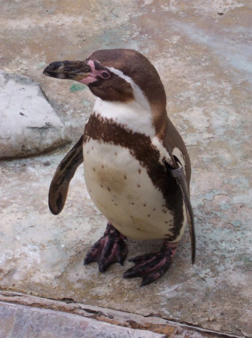 Pick up a P-p-p-enguin Twycross Zoo (2006)