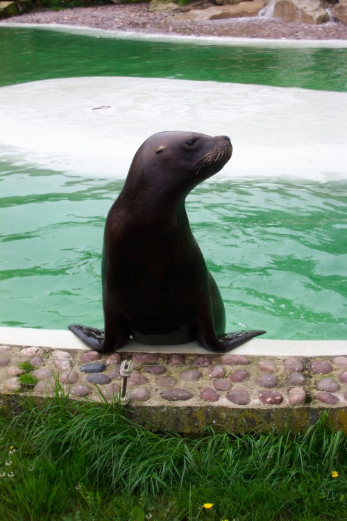 A seal comes out of the water to pose for a picture, Twycross Zoo (2006)