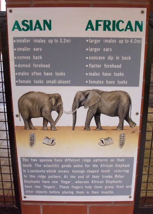 The difference between Asian and African elephants, Twycross Zoo (2006)