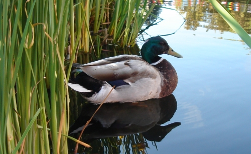 A lucky duck who lives at an amusement park, Alton Towers (2006)