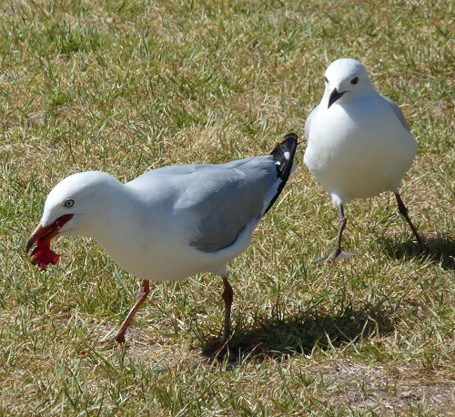 Australia (2009)