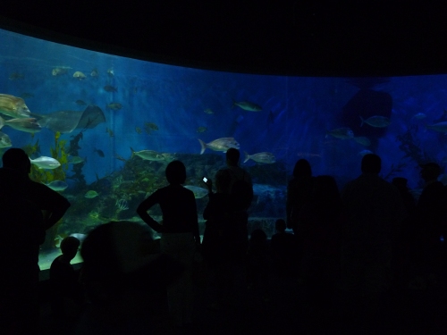 Australia (2009)
