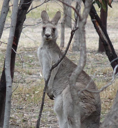 Australia (2009)