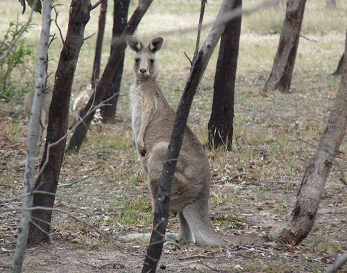 Australia (2009)