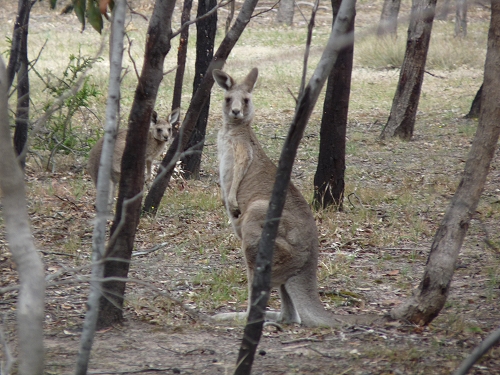 Australia (2009)