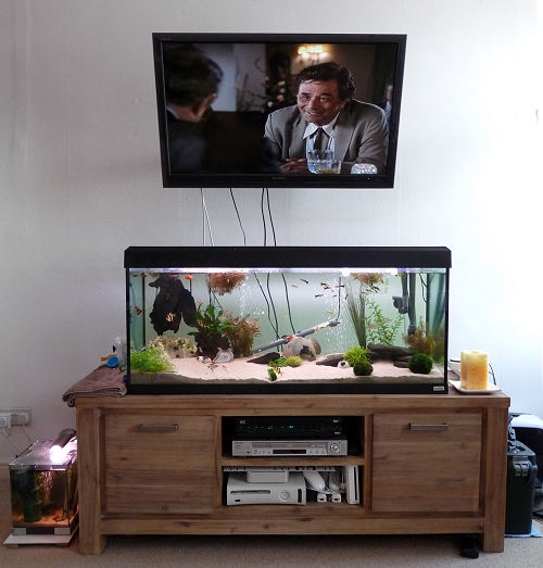 Our 240 litre fish tank! With Columbo on the telly above and 20 litre fish tank at the side. UK, 2010