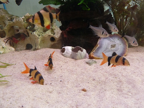 A Tiger-Barb, 3 Clown Loaches and 3 Shadow Tetras are watched by a Red-Clawed Thai Crab. UK, 2010