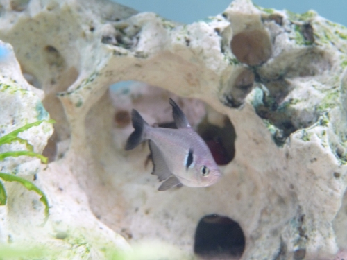 A Shadow Tetra poses for a photo. UK, 2010