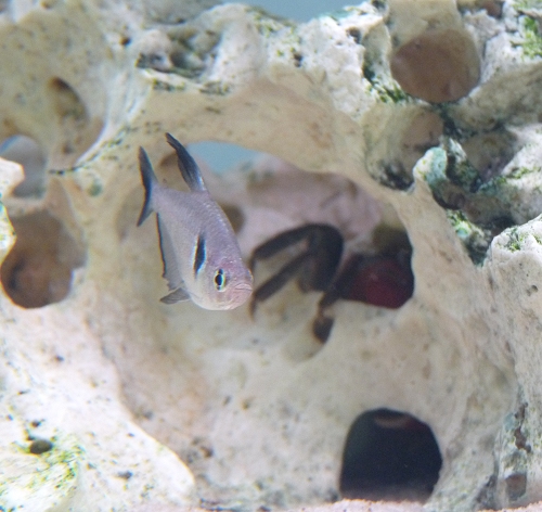 A Shadow Tetra in the foreground, a Red-Clawed Thai Crab hiding in the background. UK, 2010