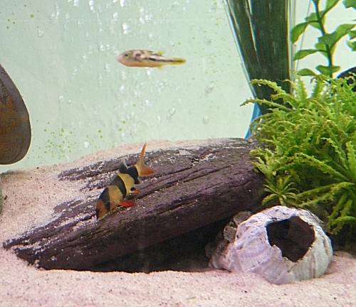 A Dwarf puffer swims by, they are great little fish. I had 5, but now there is only one left. UK, 2010