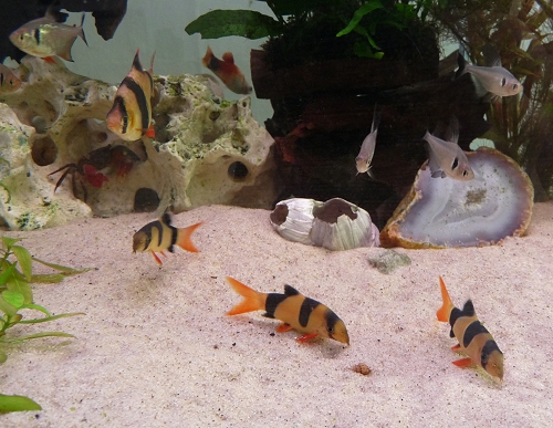 The Clown Loach are probably my favourite fish in the whole tank. I also like my Red-Clawed Thai Crabs, but they like to shred the plants! UK, 2010