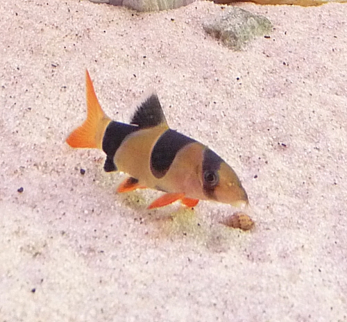 One of my Clown Loaches poses for a photo. UK, 2010