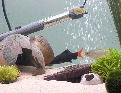 There's my Sharkie, he's a Red-Tailed Black Shark, he lives in my broken pot. UK, 2010