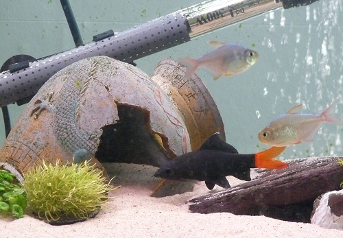 My Red-Tailed Black Shark is the boss of the tank. He can be quite agressive to some other large fish (like my sucker fish) if they go near his territory. UK, 2010