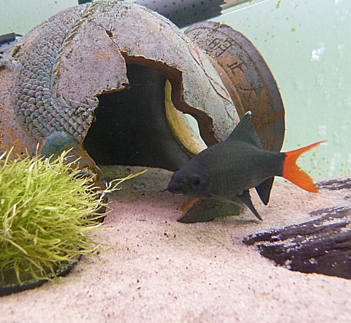 Red-Tailed Black Sharks can be quite agressive to their own kind, it's best to have only one shark per tank as they may fight to the death! UK, 2010