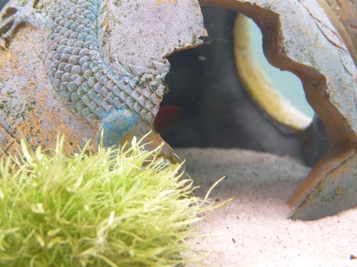 Sharkie hides in his pot. This is what you see of him most of the time. UK, 2010