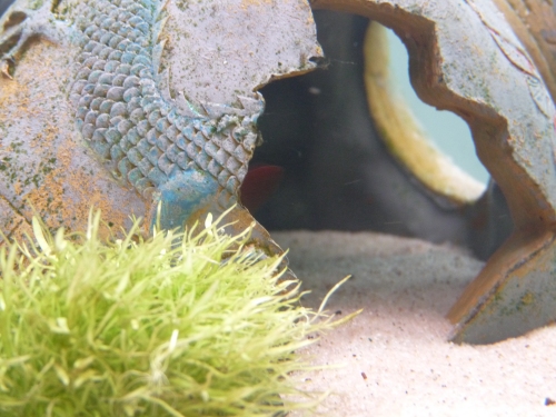 Sharkie hides in his pot. This is what you see of him most of the time. UK, 2010