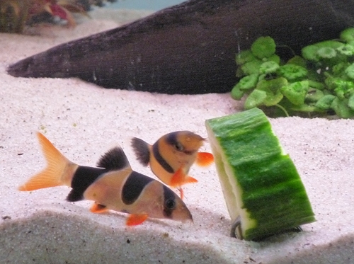 Two Clown Loach eating a chunk of cucumber. The fish will eat a chunk of cucumber this size in about 2-3 days, it will completely vanish! UK, 2010