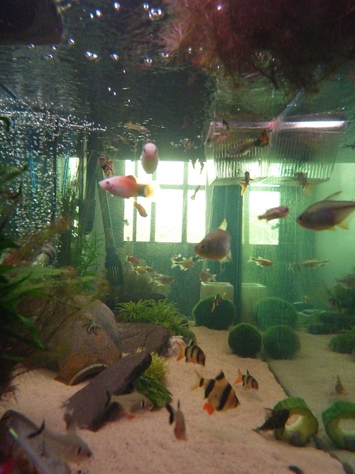 A side-view of my tank from the other end. Most of the plants in the tank are real. UK, 2010