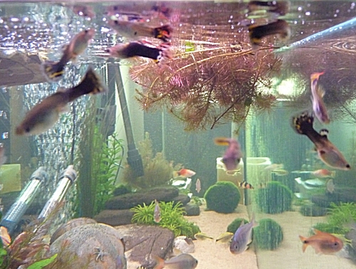 Lots of guppies which i have raised from fry. Most of the females look to be pregnant themselves now. UK, 2010