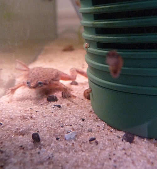 One of my Congo Frogs! They like to eat blood-worms and are harmless to fish. They have to swim to the surface every so often to take in a gulp of air! UK, 2010