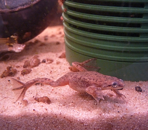 A close-up of one of my Congo frogs. I have 4 at present. They don't do a lot! UK, 2010