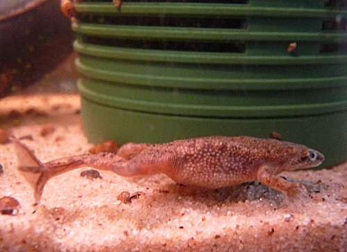 My Congo Frogs have webbed feet and are harmless to fish. There is a type of Congo Frog that has clawed feet and they will eat fish. Make sure you can tell the difference! UK, 2010