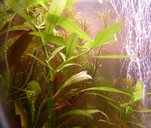 How many baby fry can you spot? I can see 4 i think! UK, 2010