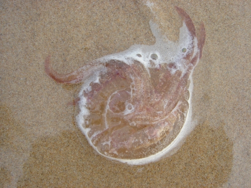 A poor old Jellyfish washed up on to the beach… one of many… waiting for the tide to take them away again, Spain (2006)
