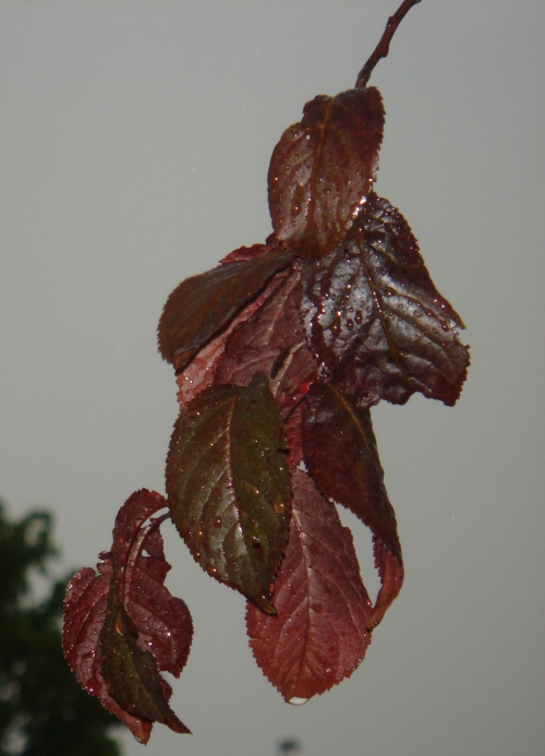 Just showing off my skills at taking close-up pictures of pretty scenes, France (2006)