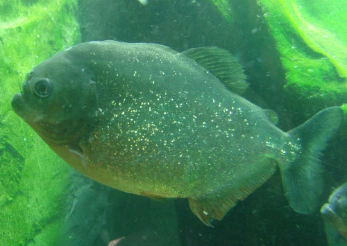 A Piranha, apparently they don't actually eat humans, even humans that are gushing blood, West Midlands Safari Park (2006)