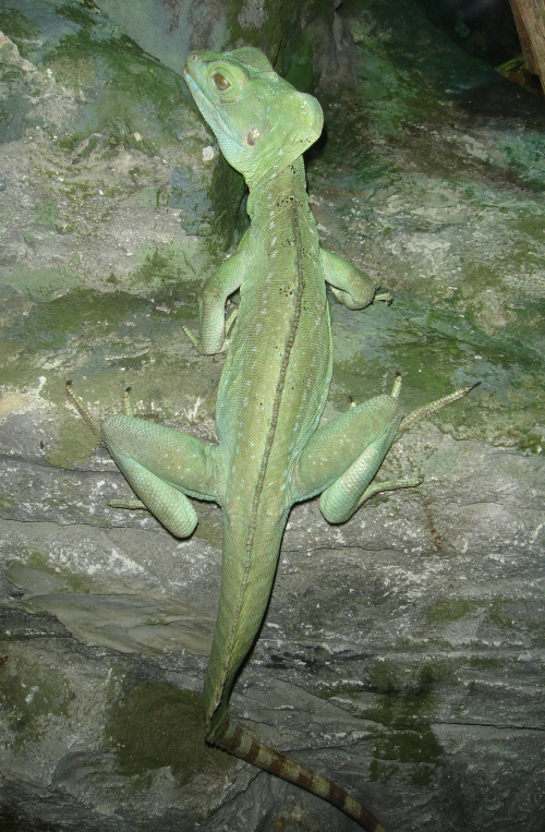 An iguana, that's one big lizard, West Midlands Safari Park (2006)