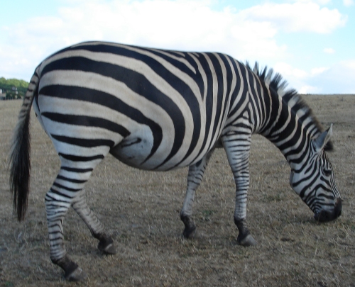 A well-fed Zebra walks over to the Lion enclosure, West Midlands Safari Park (2006)