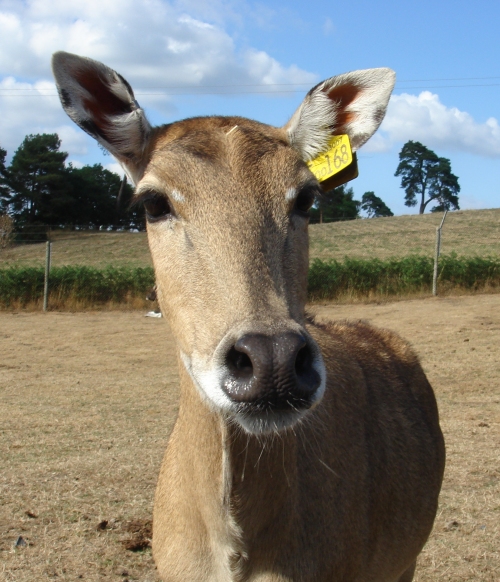 A cow posing like a cow from the Anchor butter adverts on the telly, West Midlands Safari Park (2006)