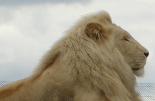 A proud white Lion relaxing in the sun, West Midlands Safari Park (2006)