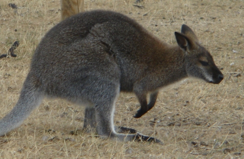 A little Joey bouncing around, West Midlands Safari Park (2006)