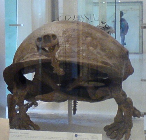 A happy look'n tortoise in the American Museum of Natural History, New York (2006)
