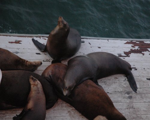 The seals sleep by the pier. Santa Cruz (2007)