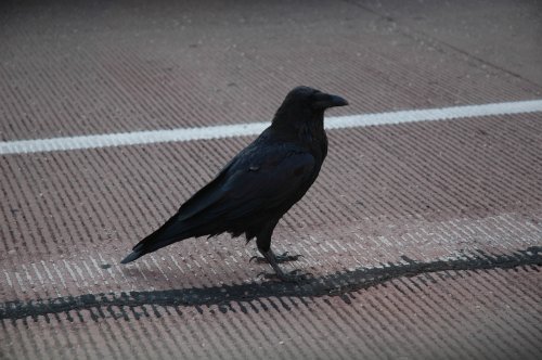 A crow guards the entrance to the Grand Canyon. It was quite expensive to enter the national park where the Grand Canyon is but you can re-use the ticket for entry for a whole week. Arizona (2007)