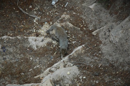 A funny little creature. It isn't a squirrel though. Arizona (2007)