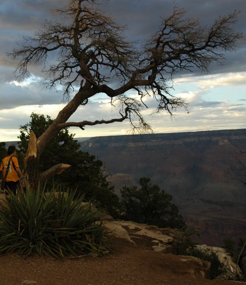 A nice looking tree overhangs the Grand Canyon who would be brave enough to climb it who's that shifty looking character by the tree. Arizona (2007)